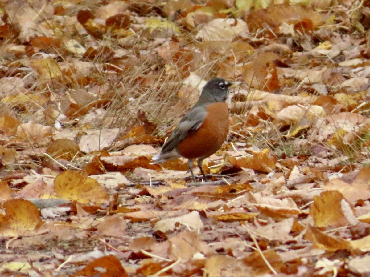 American Robin - ML644035255
