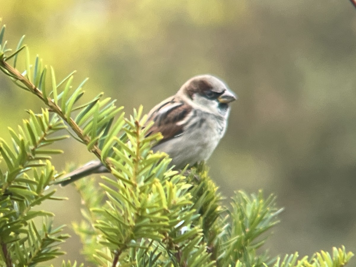 Moineau domestique - ML644035289