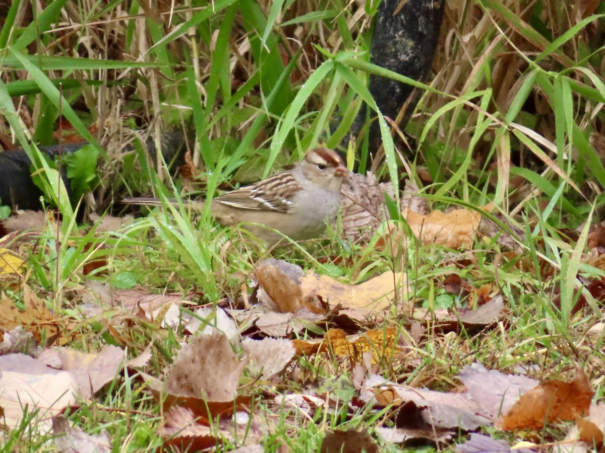 White-crowned Sparrow - ML644035291