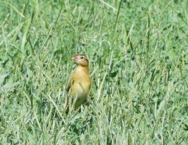 Bobolink - ML644035297