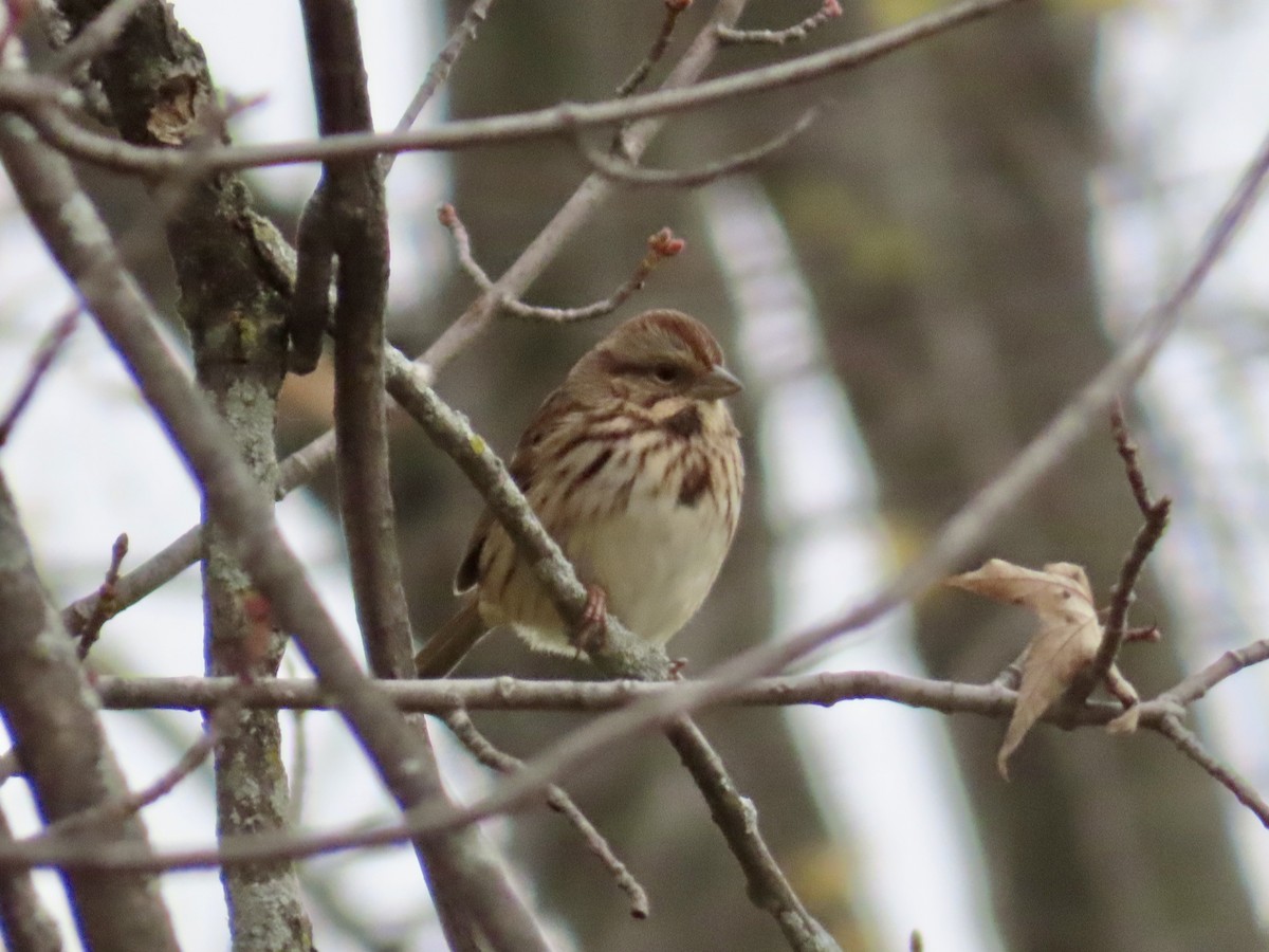 Song Sparrow - ML644035302