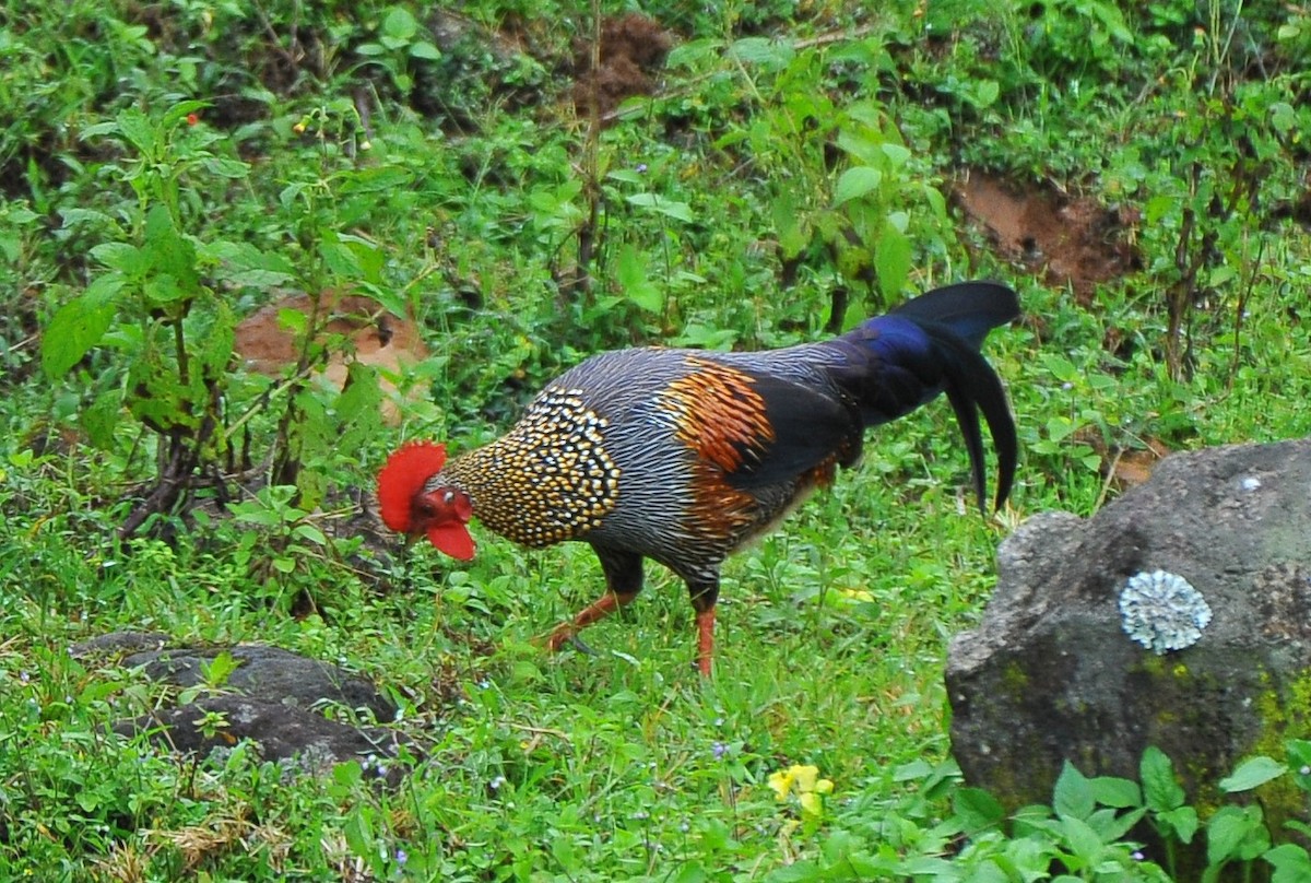 Gray Junglefowl - ML644035319