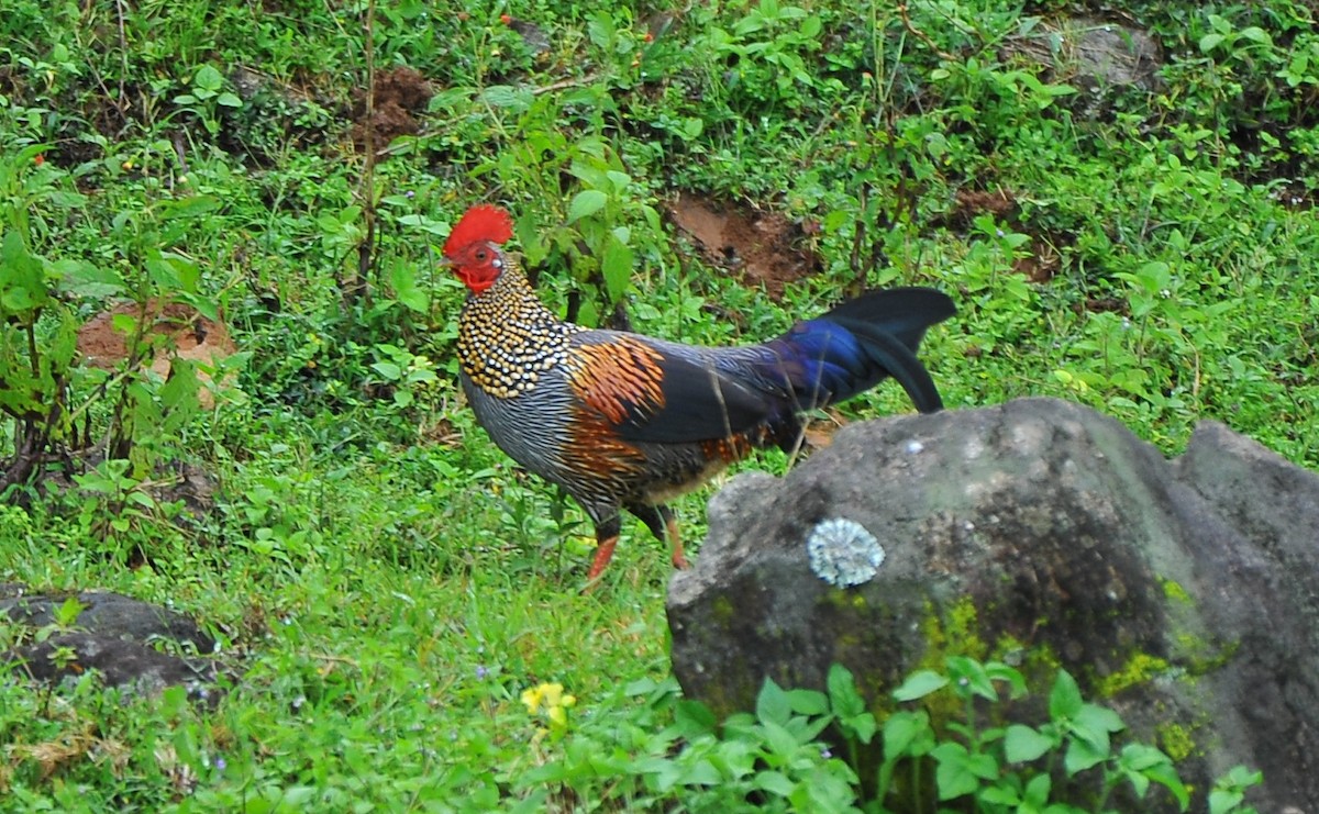 Gray Junglefowl - ML644035320