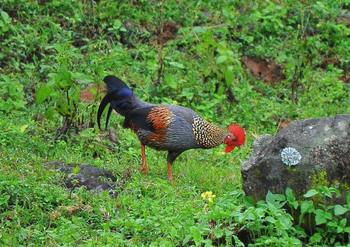 Gray Junglefowl - ML644035321