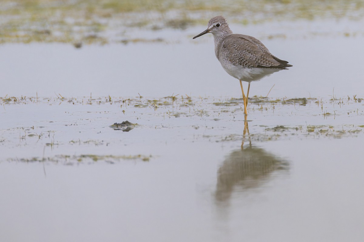 Lesser Yellowlegs - ML644035322