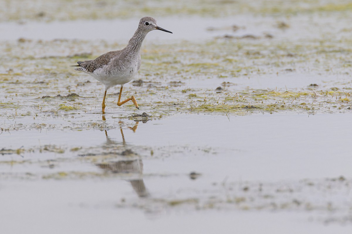 Lesser Yellowlegs - ML644035323