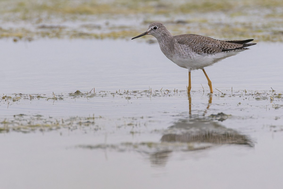 Lesser Yellowlegs - ML644035324
