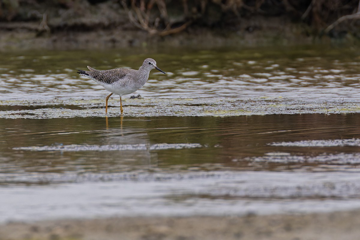 Lesser Yellowlegs - ML644035325