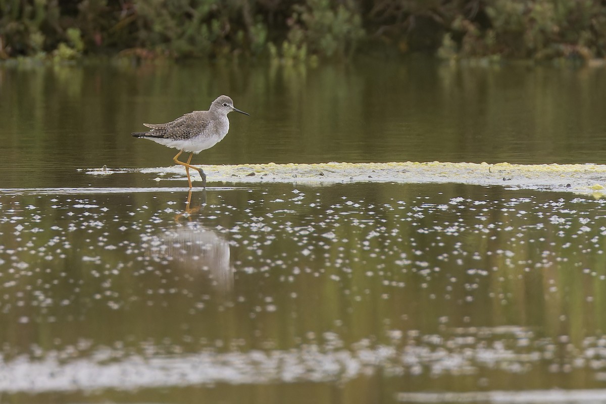 Lesser Yellowlegs - ML644035326