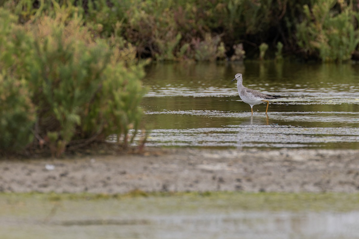 Lesser Yellowlegs - ML644035327