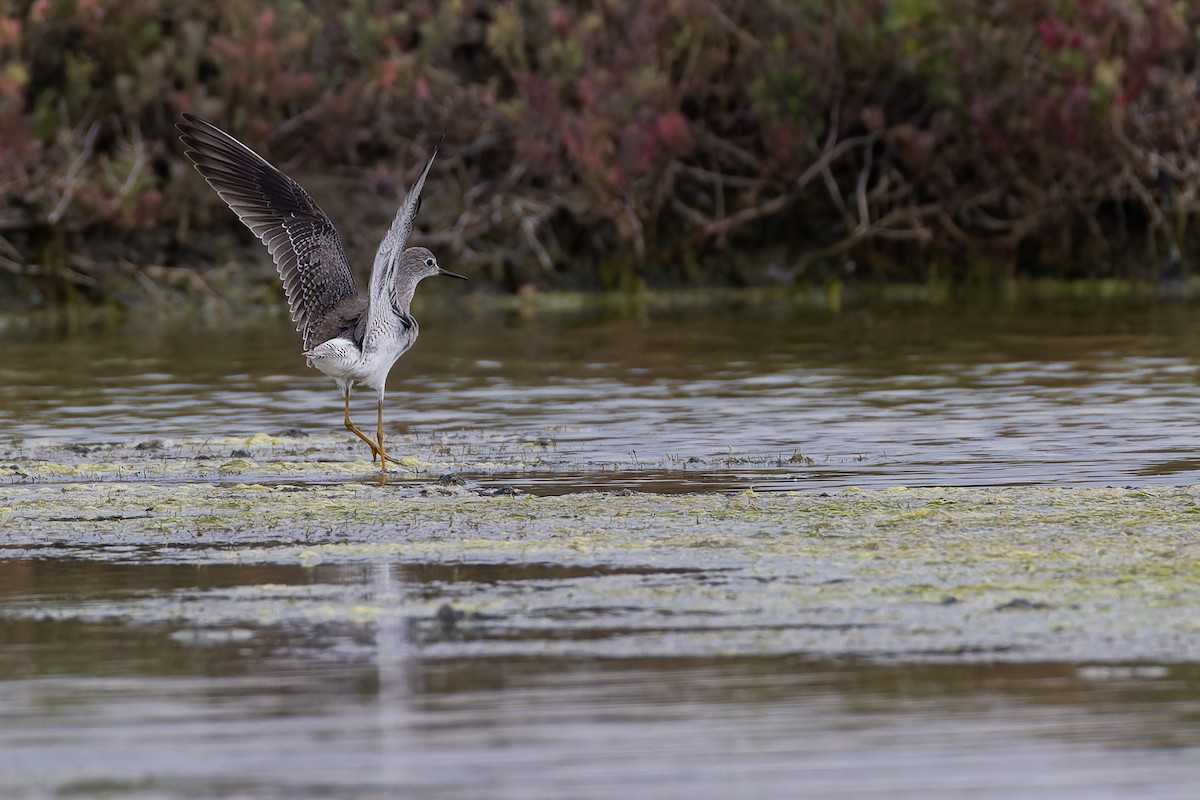 Lesser Yellowlegs - ML644035328