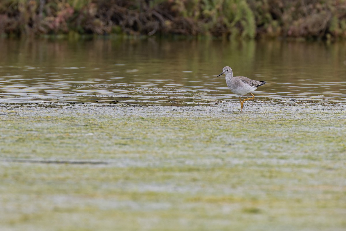 Lesser Yellowlegs - ML644035329