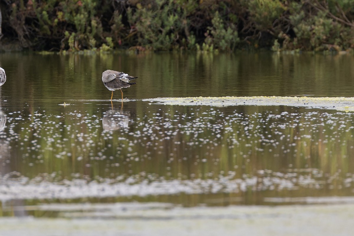 Lesser Yellowlegs - ML644035330