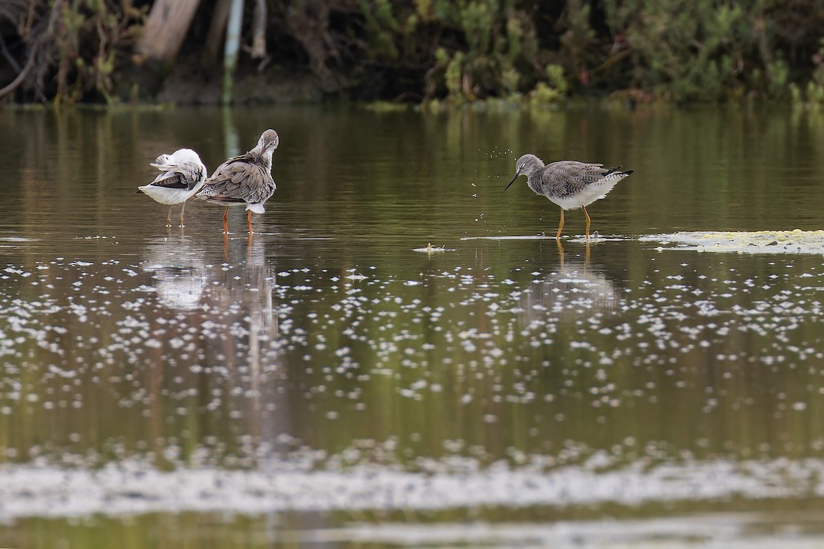 Lesser Yellowlegs - ML644035331