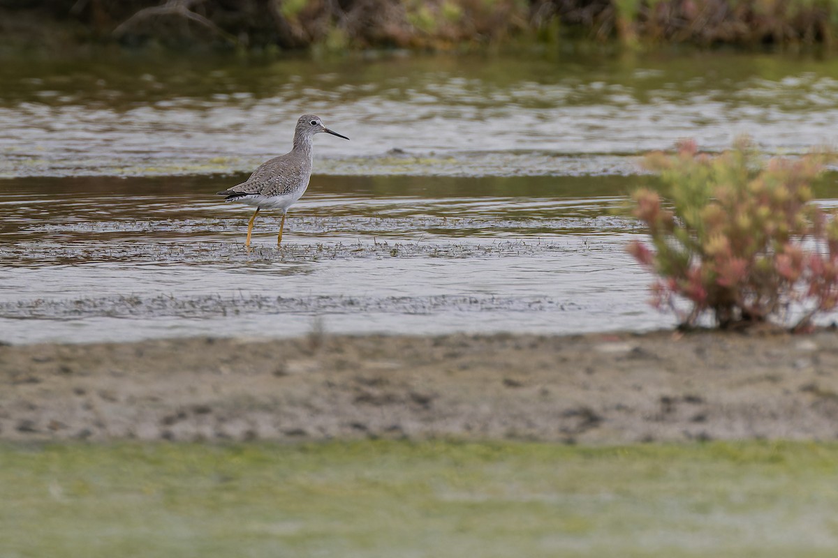 Lesser Yellowlegs - ML644035332