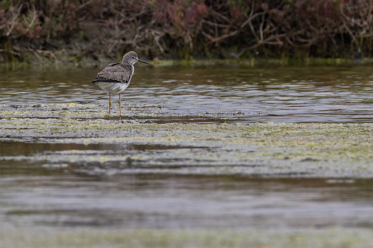 Lesser Yellowlegs - ML644035333