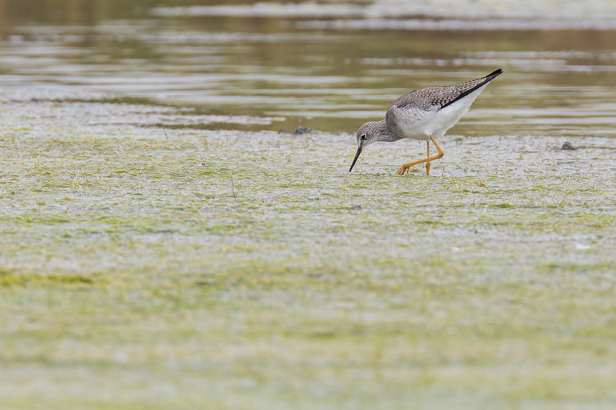 Lesser Yellowlegs - ML644035334