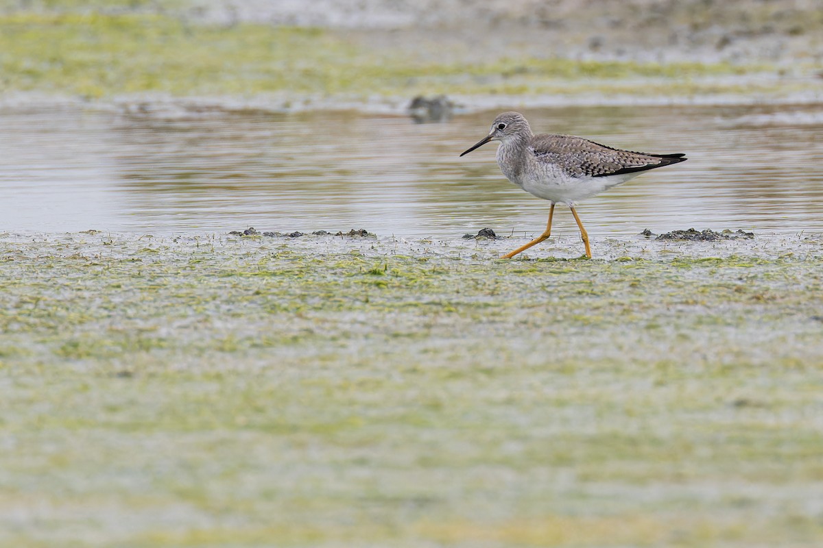 Lesser Yellowlegs - ML644035335