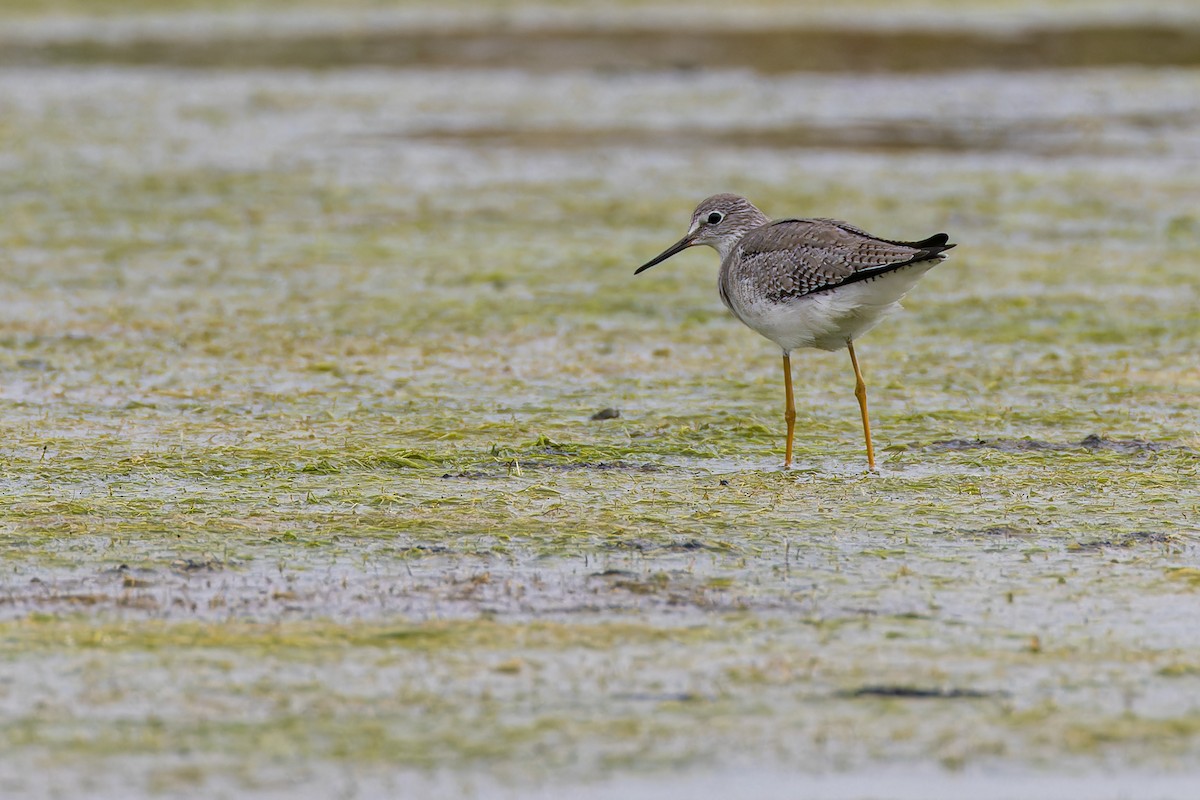 Lesser Yellowlegs - ML644035336