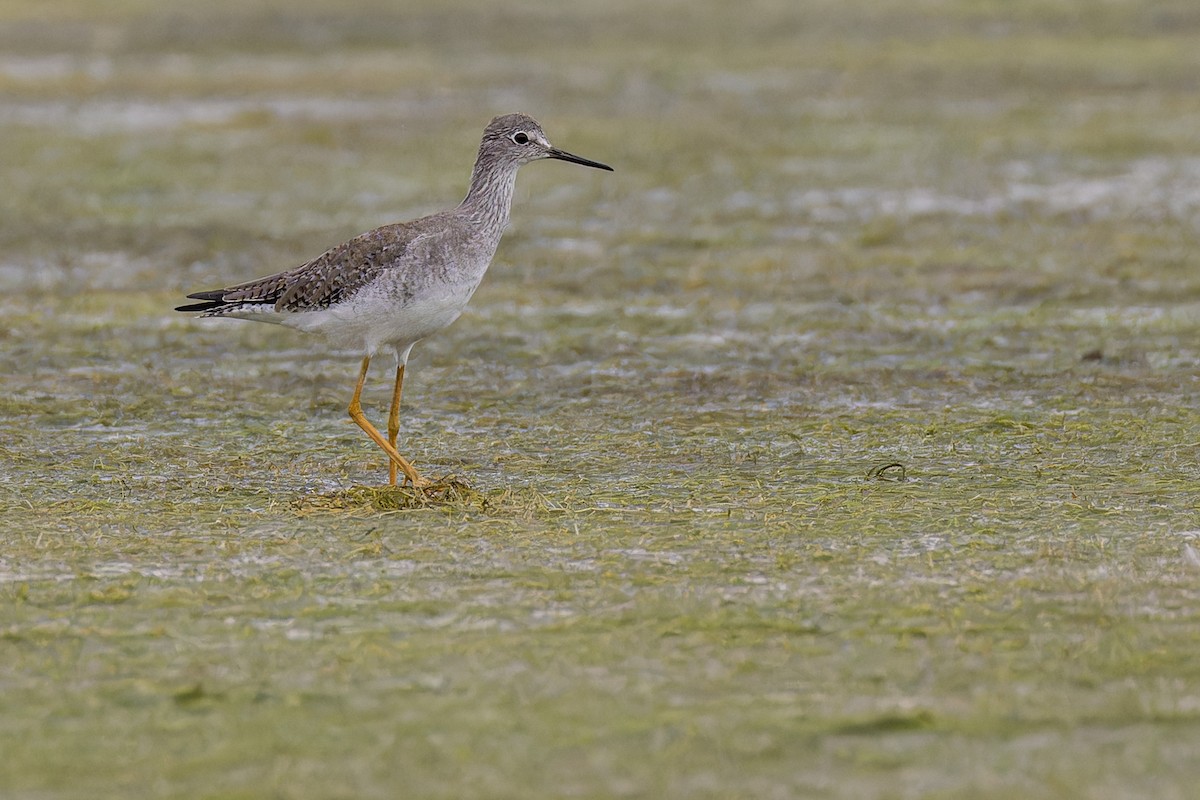 Lesser Yellowlegs - ML644035337