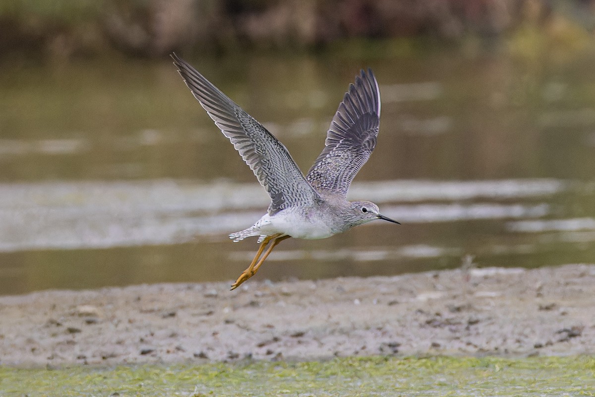 Lesser Yellowlegs - ML644035338