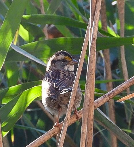 White-throated Sparrow - ML644035340