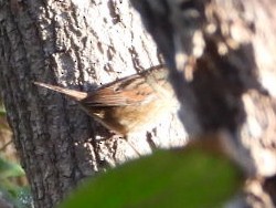 Swamp Sparrow - ML644035360