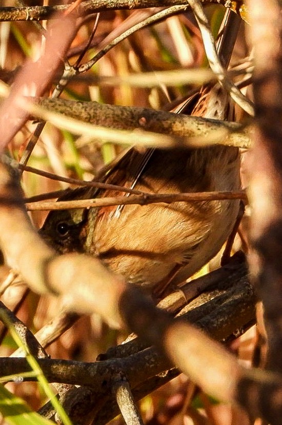 Swamp Sparrow - ML644035361