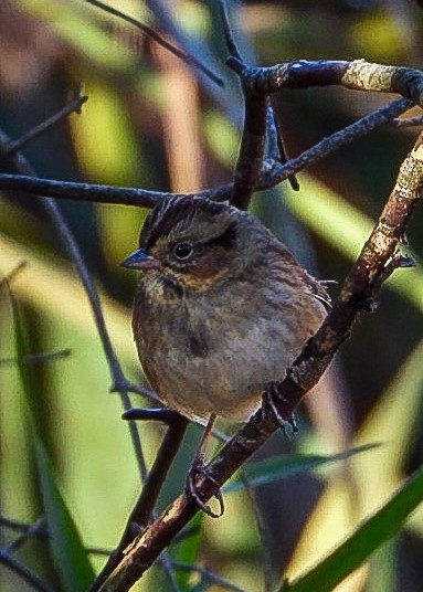 Swamp Sparrow - ML644035362