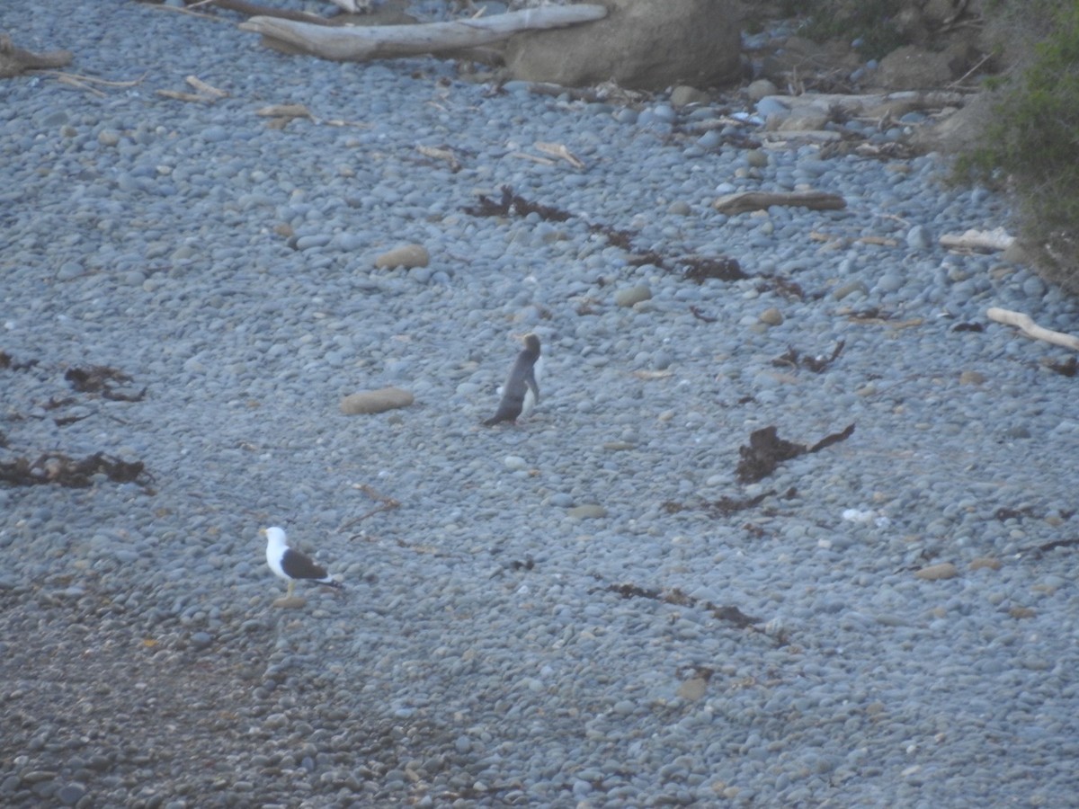 Yellow-eyed Penguin - ML644035376