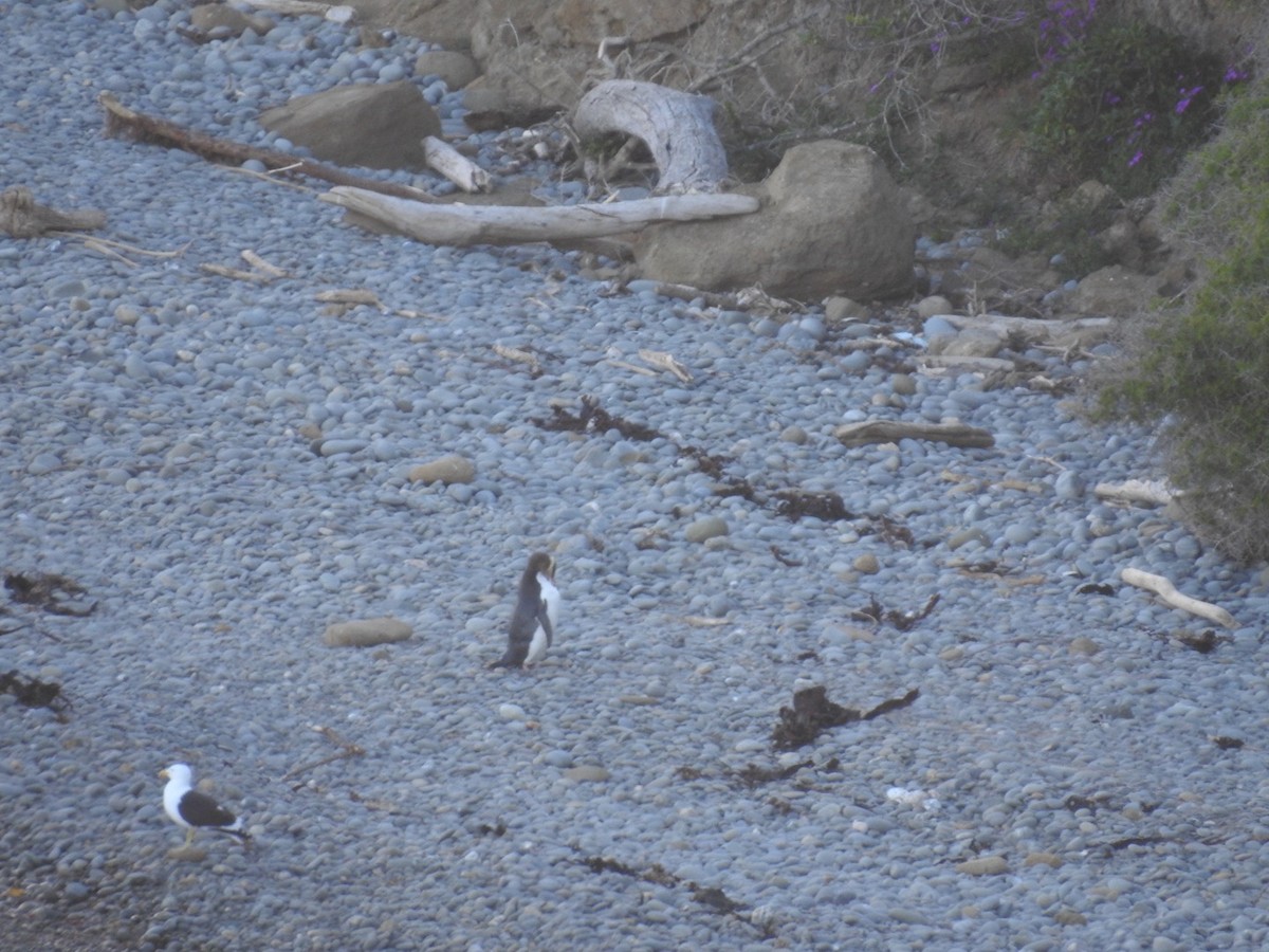 Yellow-eyed Penguin - ML644035377