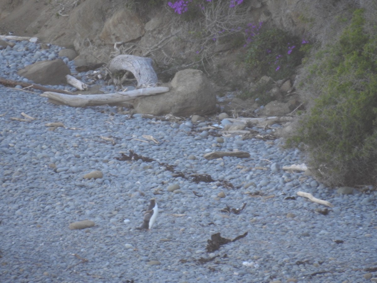 Yellow-eyed Penguin - ML644035378