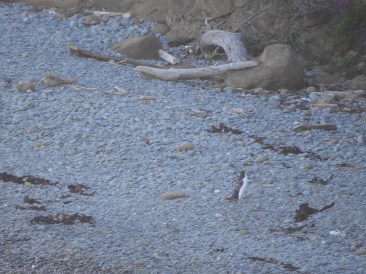 Yellow-eyed Penguin - ML644035379