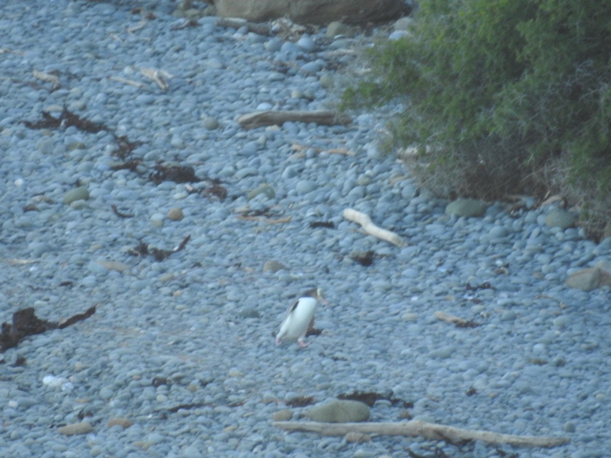 Yellow-eyed Penguin - ML644035380