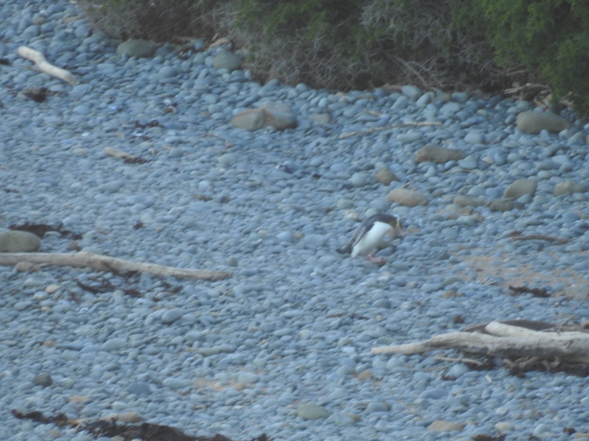 Yellow-eyed Penguin - ML644035382