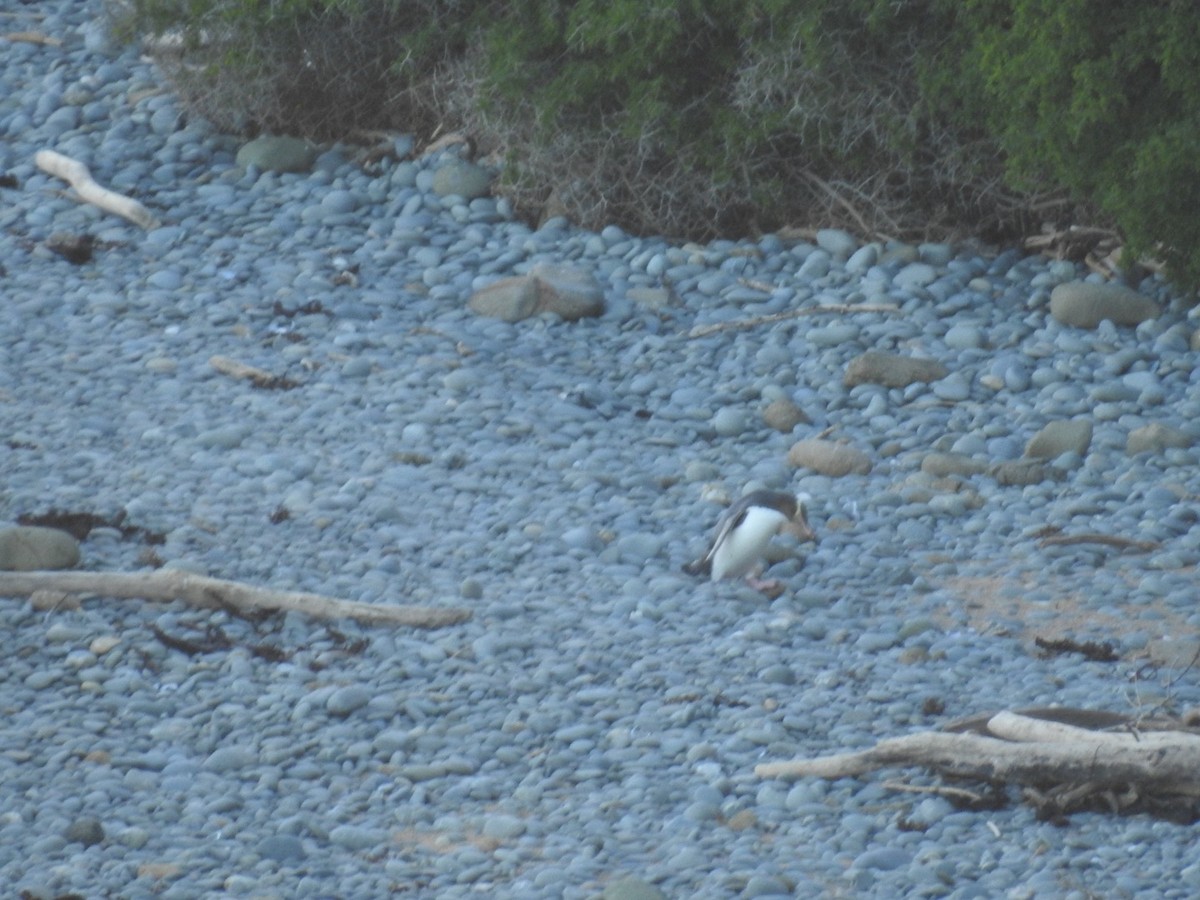 Yellow-eyed Penguin - ML644035384