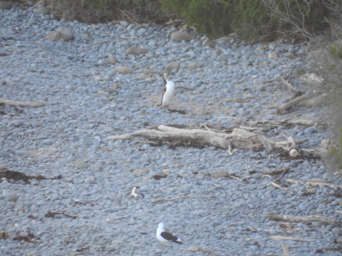 Yellow-eyed Penguin - ML644035385
