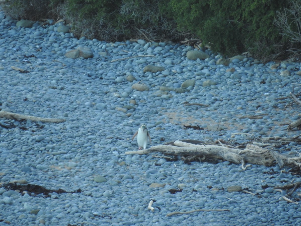 Yellow-eyed Penguin - ML644035386