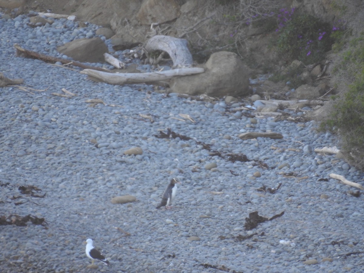 Yellow-eyed Penguin - ML644035394