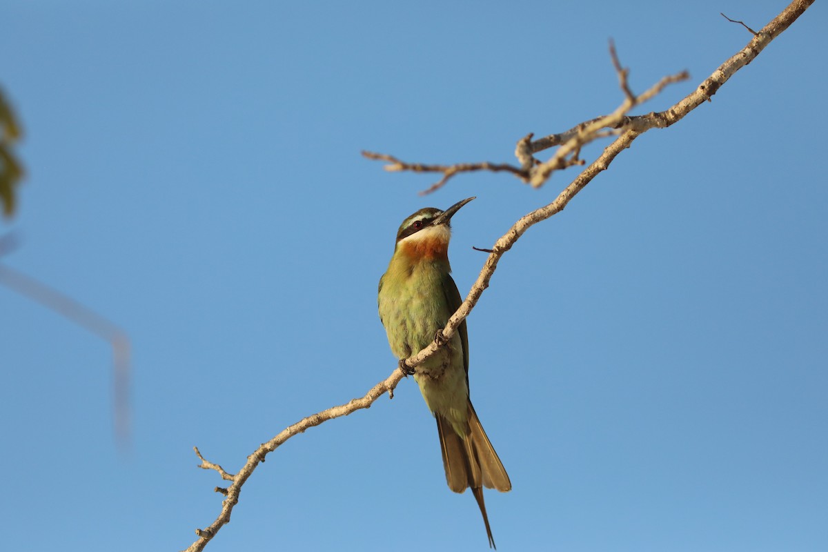 Olive Bee-eater - ML644035396