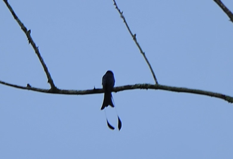 Greater Racket-tailed Drongo - ML644035398