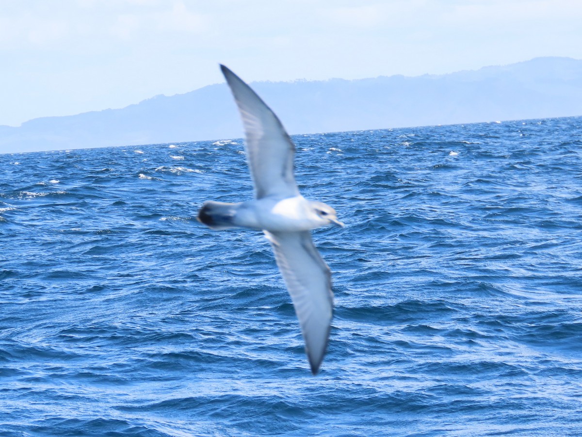 Fairy Prion - ML644035447