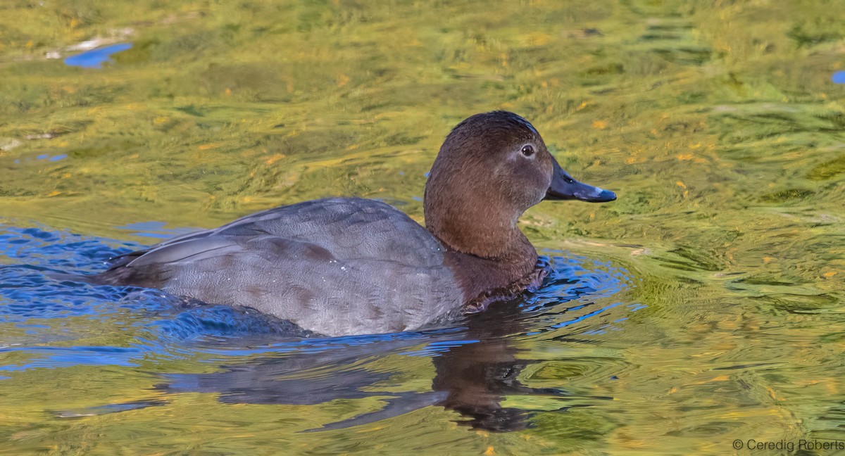 Common Pochard - ML644035471