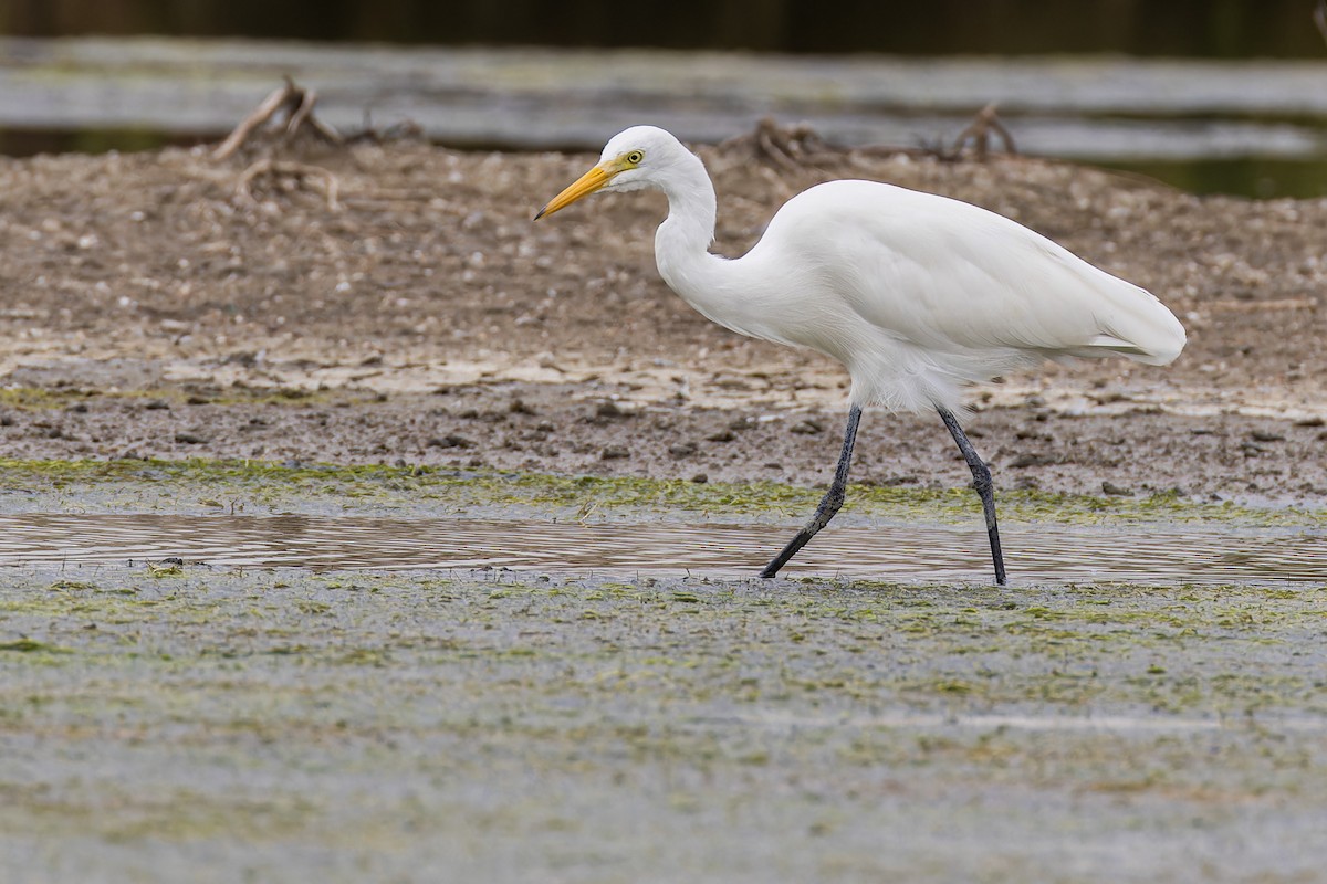 Medium Egret - ML644035494
