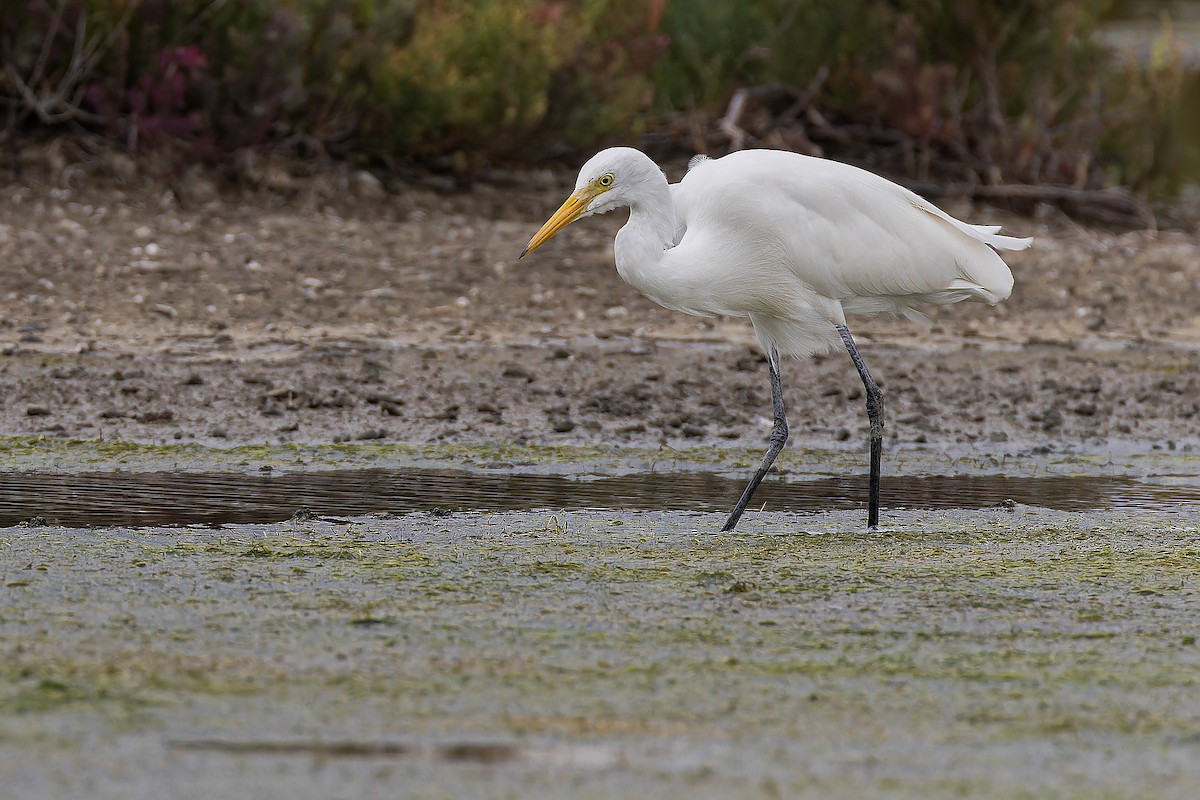 Medium Egret - ML644035495
