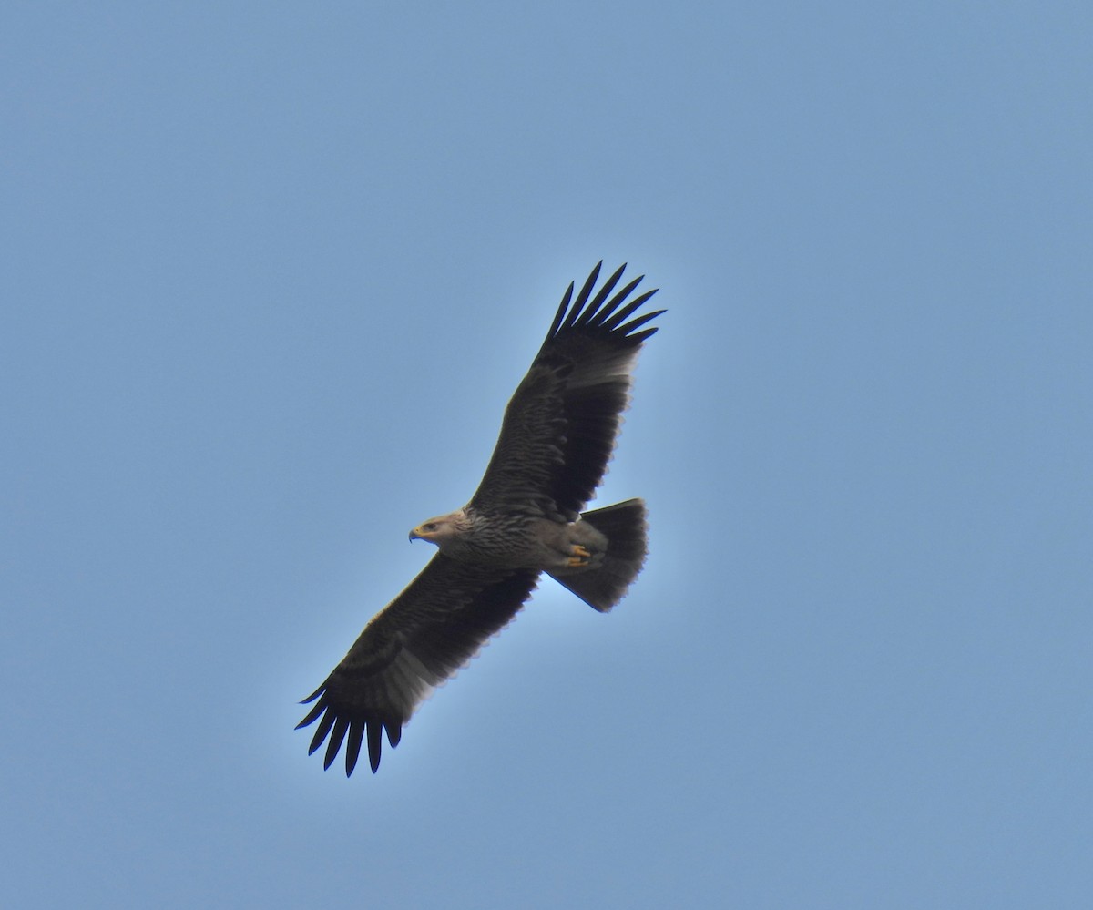 Imperial Eagle - ML644035500