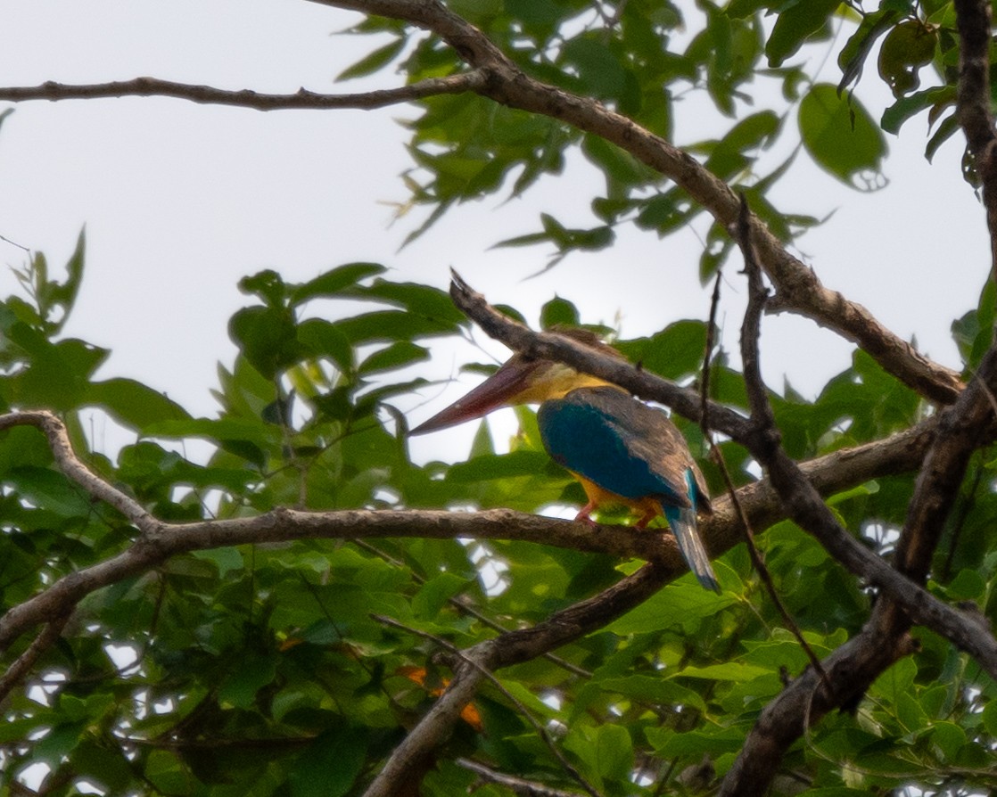 Stork-billed Kingfisher - ML644035501