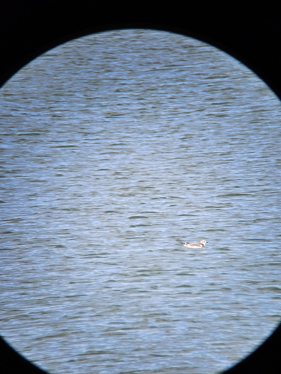 Sabine's Gull - ML644035504