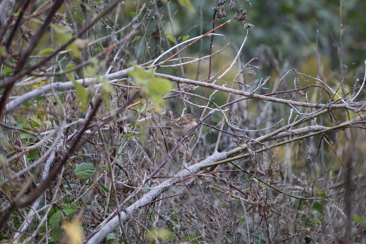 Field Sparrow - ML644035506