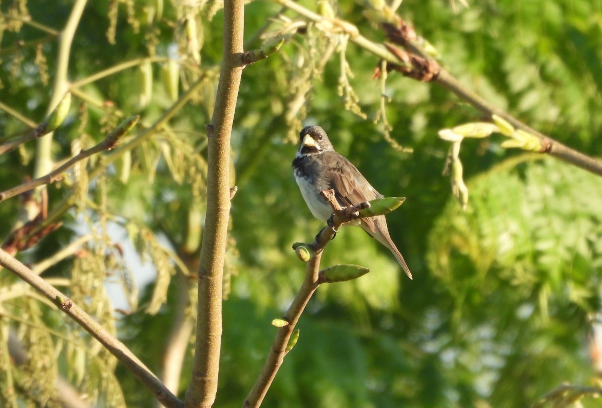 Double-collared Seedeater - ML644035564